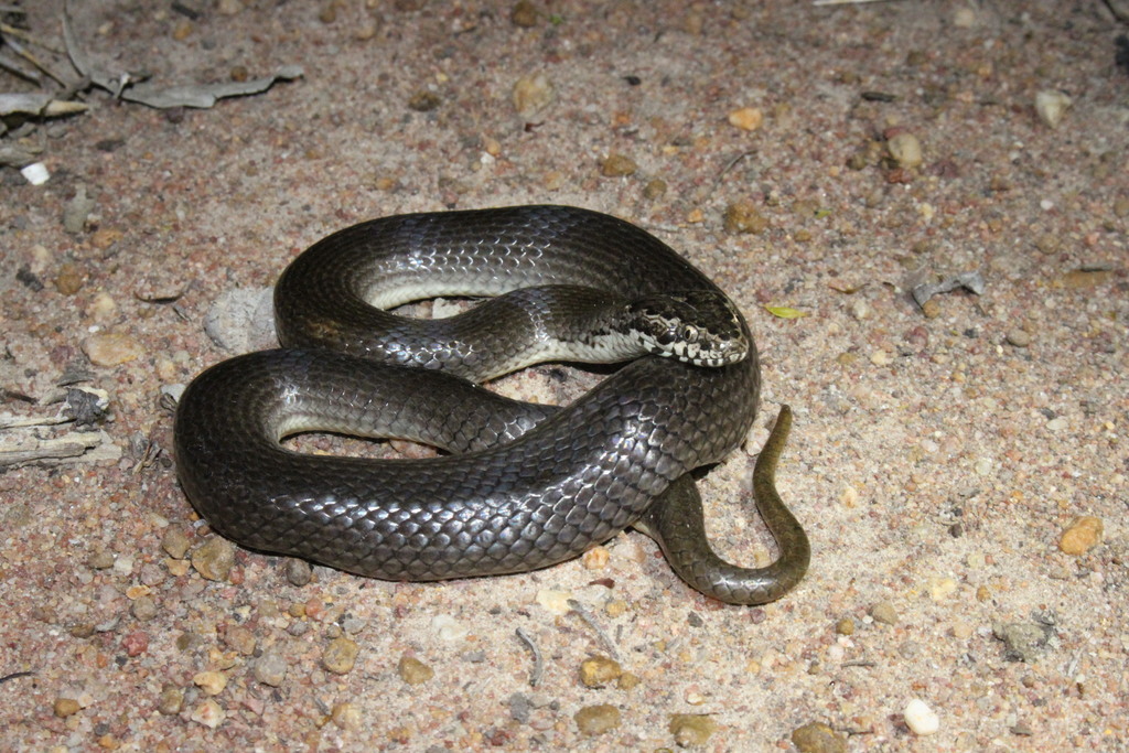 Ornamental Snake