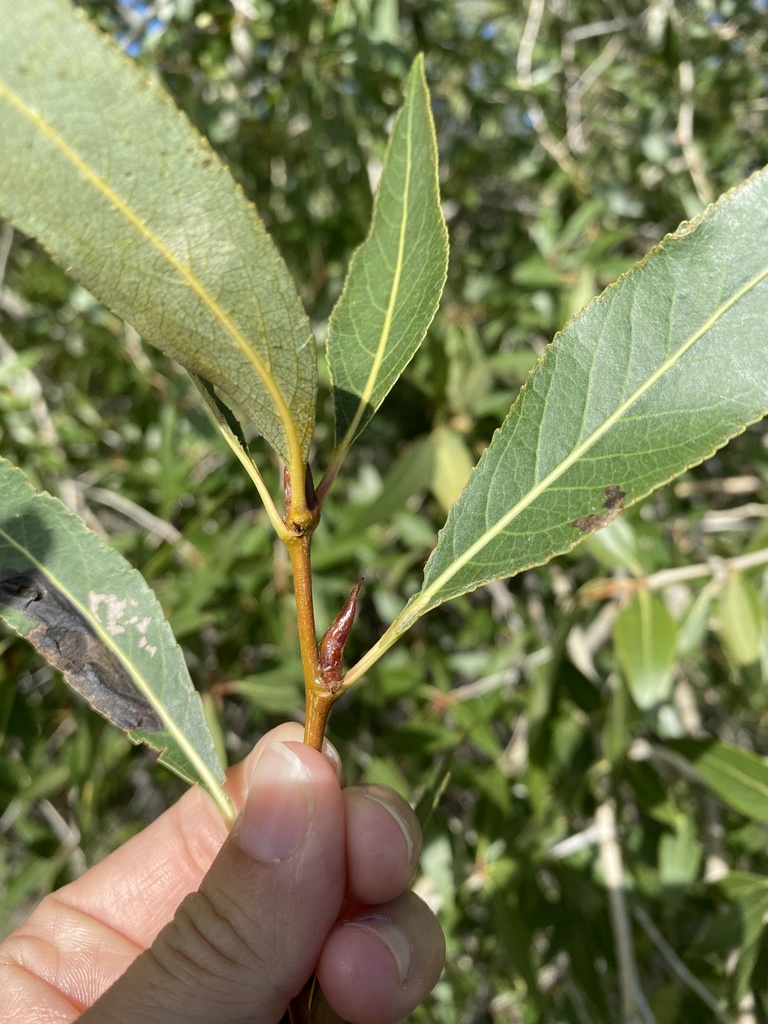 Narrowleaf Cottonwood from N Waterstone Dr, Rigby, ID, US on September