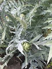Cynara cardunculus cardunculus