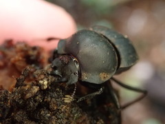 Cephalodesmius laticollis