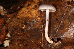 Cortinarius perviolaceus