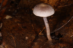Cortinarius perviolaceus