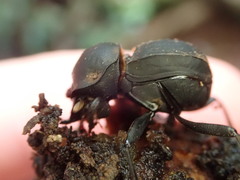 Cephalodesmius laticollis