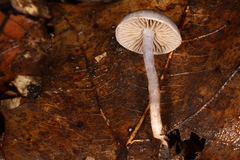 Cortinarius perviolaceus