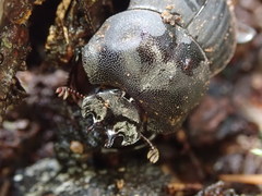 Cephalodesmius laticollis