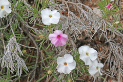 Phlox austromontana