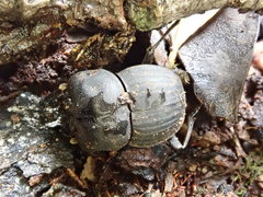 Cephalodesmius laticollis