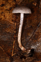 Cortinarius perviolaceus
