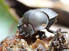 Cephalodesmius laticollis