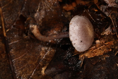 Cortinarius perviolaceus