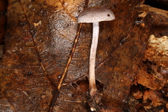 Cortinarius perviolaceus