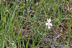 Phlox longifolia longifolia