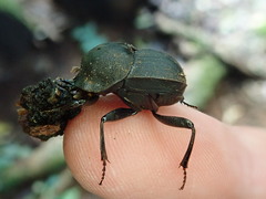 Cephalodesmius laticollis