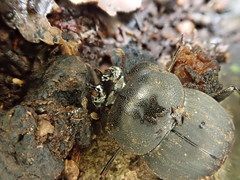 Cephalodesmius laticollis