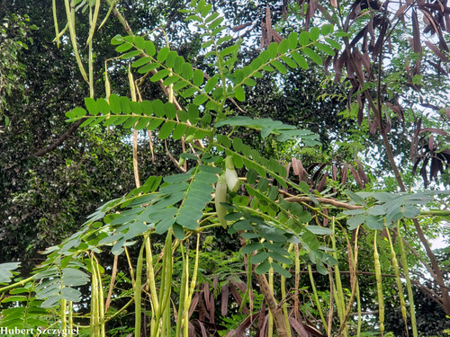 Sesbania grandiflora observed 2021-12-29