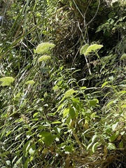 Trachelium caeruleum
