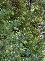 Trachelium caeruleum