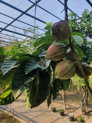Barringtonia racemosa