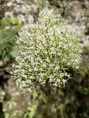 Trachelium caeruleum