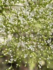 Trachelium caeruleum