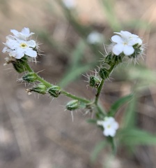 Cryptantha incana