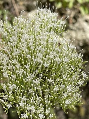Trachelium caeruleum