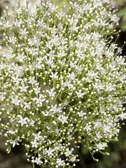 Trachelium caeruleum