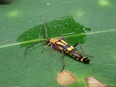 Chauliognathus luteopictus