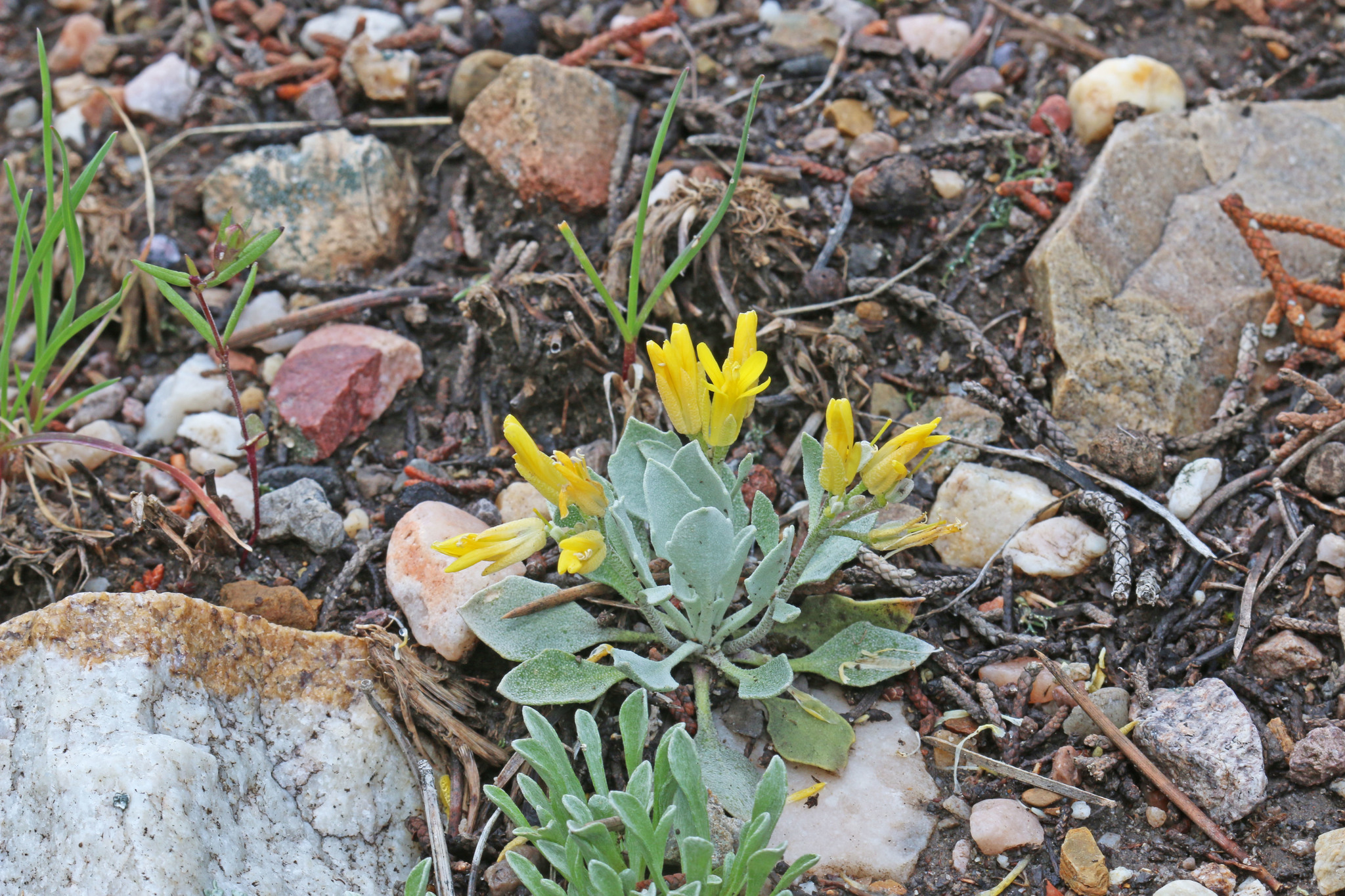 Physaria grahamii