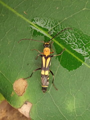 Chauliognathus luteopictus