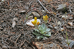 Physaria grahamii