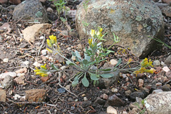 Physaria grahamii
