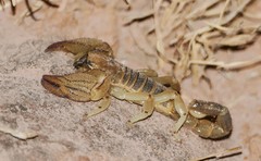 Opistophthalmus setifrons