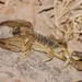 Opistophthalmus setifrons - Photo (c) Undine Hauptmann, Werner Schmidt, algunos derechos reservados (CC BY-NC), subido por Undine Hauptmann, Werner Schmidt