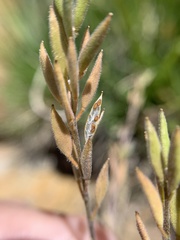 Draba praealta