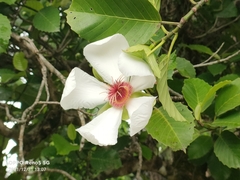 Dillenia philippinensis