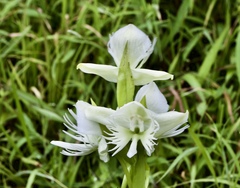 Pecteilis gigantea