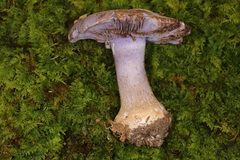Cortinarius calyptrodermus
