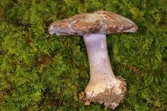 Cortinarius calyptrodermus