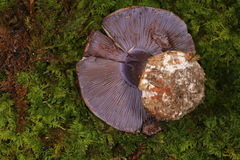 Cortinarius calyptrodermus