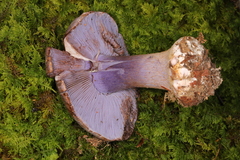 Cortinarius calyptrodermus