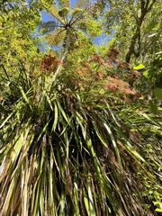 Machaerina sinclairii