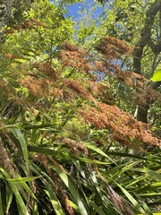 Machaerina sinclairii