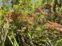 Machaerina sinclairii