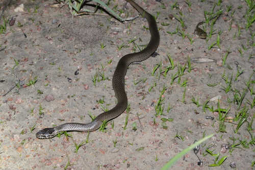 Photo of a Ornamental Snake (Denisonia maculata)