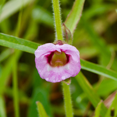 Centranthera indica