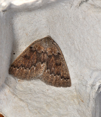 Amelora catacris