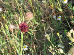 Tragopogon porrifolius porrifolius