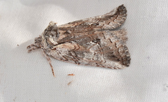 Gallaba eugraphes