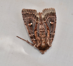 Dasygaster oressigenes